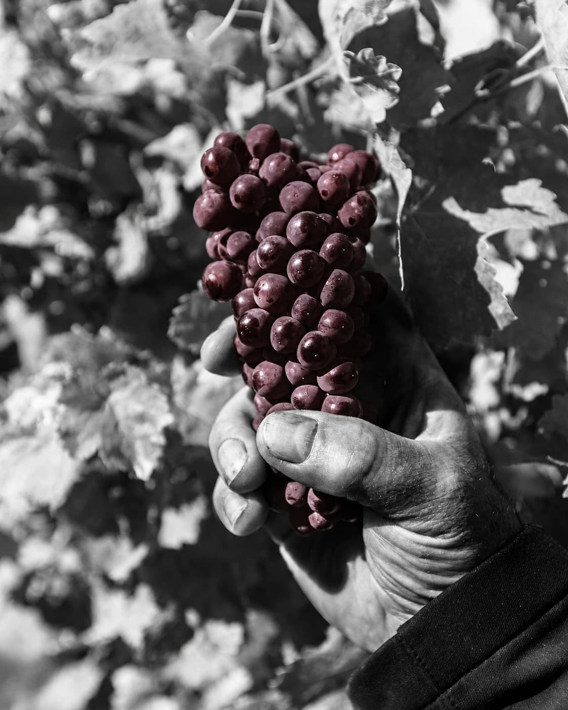 Main de vigneron tenant une grappe de raisin dans la vigne